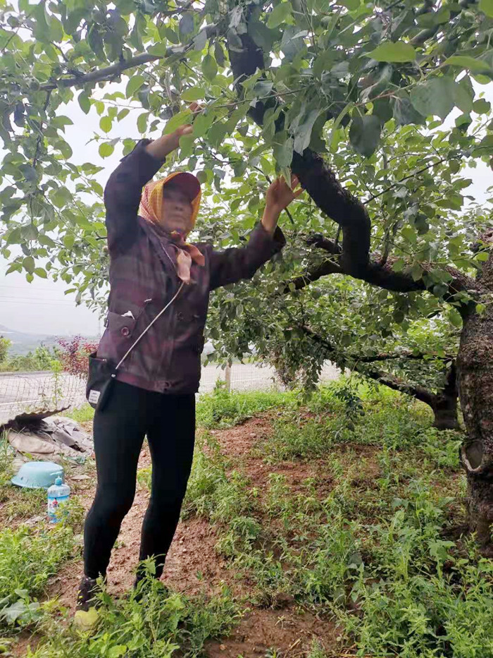 果农自己都不吃 喜欢吃苹果的要注意 劣质货 这3种 尽量少买 (果农真的不容易)