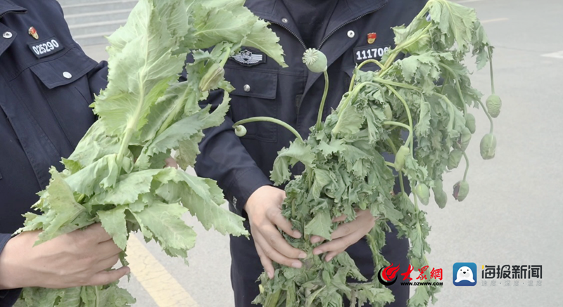 《中华人民共和国刑法》第三百五十一条规定:非法种植罂粟,大麻等毒品