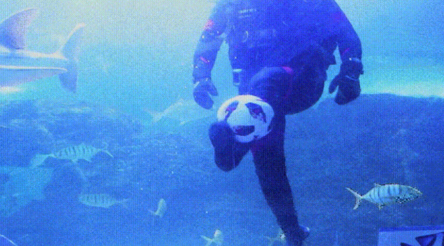 闻所未闻，青岛海底世界举办了一场“世界杯”