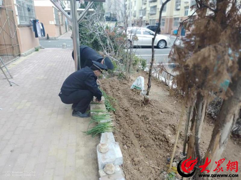 城市绿化用地规范管理在行动 市北区开平路街道综合行政执法中队开展绿化区域种菜专项行政执法检查(图2)