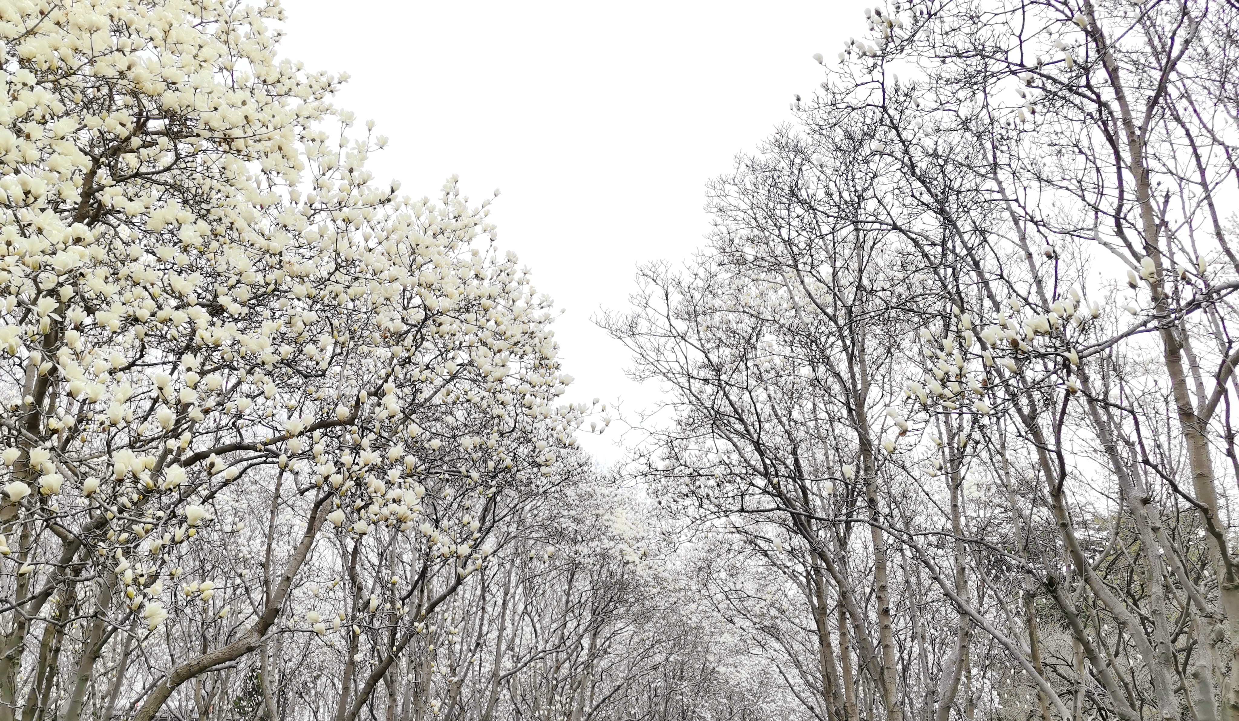 玉兰盛开春满园