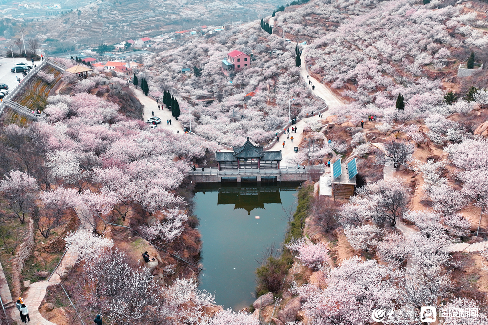 青岛大崂樱桃谷花期图片