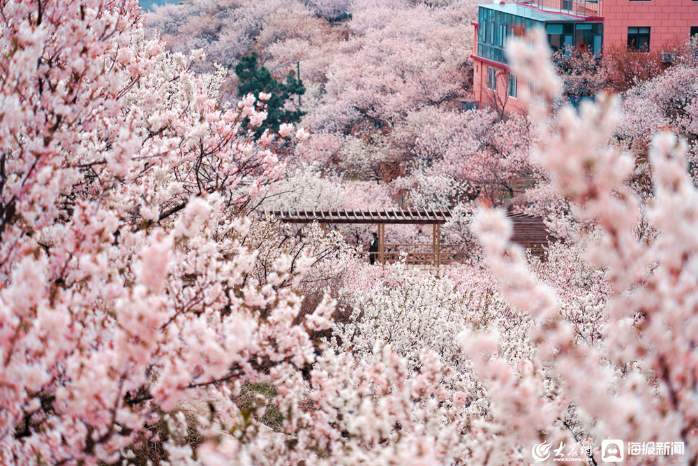 青岛樱花公园图片